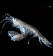 Image result for "microprotopus Maculatus". Size: 176 x 185. Source: www.marinespecies.org