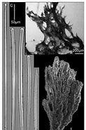 Afbeeldingsresultaten voor Axinella corrugata. Grootte: 123 x 185. Bron: www.researchgate.net