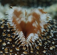 Image result for Anamobaea orstedi Familie. Size: 190 x 185. Source: www.reefcolors.com