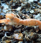 Image result for "upogebia Capensis". Size: 175 x 185. Source: alchetron.com