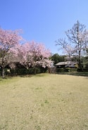 桜咲く森 に対する画像結果.サイズ: 125 x 185。ソース: amanaimages.com