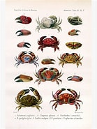Image result for Actumnus Setosiareolatus Klasse. Size: 139 x 185. Source: www.pinterest.com