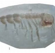 Image result for "paraphronima Crassipes". Size: 192 x 120. Source: www.odb.ntu.edu.tw