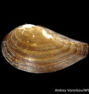 Image result for Protobranchia Habitat. Size: 174 x 185. Source: alchetron.com