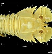 Afbeeldingsresultaten voor Ibacus alticrenatus. Grootte: 176 x 185. Bron: www.alamy.com