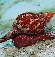 Risultato immagine per Sea Snail Wikipedia. Dimensioni: 176 x 185. Fonte: www.worldatlas.com