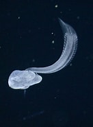 Image result for Bathochordaeus. Size: 136 x 185. Source: www.pinterest.com