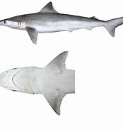 Image result for "carcharhinus Borneensis". Size: 174 x 185. Source: shark-references.com
