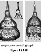 Image result for "anthocyrtidium Zanguebaricum". Size: 142 x 167. Source: www.uv.es