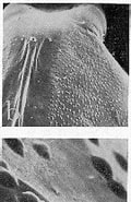 Afbeeldingsresultaten voor Aetideus giesbrechti Stam. Grootte: 105 x 185. Bron: copepodes.obs-banyuls.fr