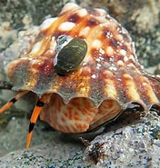 Image result for "charonia Lampas". Size: 176 x 185. Source: www.mollusca.co.nz