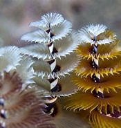 Image result for Sabellida. Size: 175 x 185. Source: www.naturalista.mx