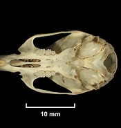 Image result for "gastrosaccus Kempi". Size: 175 x 185. Source: collections-zoology.fieldmuseum.org