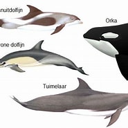Image result for Geschiedenis Dolfijnen. Size: 185 x 185. Source: www.dolfijneninzee.nl