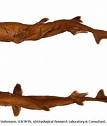 Image result for "euprotomicroides Zantedeschia". Size: 157 x 185. Source: shark-references.com