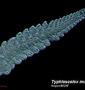 Afbeeldingsresultaten voor Typhloscolecidae. Grootte: 175 x 185. Bron: fishbiosystem.ru