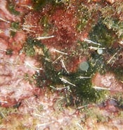 Image result for "leptomysis Mediterranea". Size: 176 x 185. Source: www.inaturalist.org