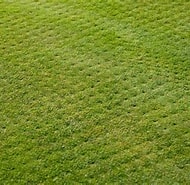 Image result for Aero Grass. Size: 190 x 185. Source: golf.com