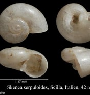 Image result for Skenea serpuloides. Size: 176 x 185. Source: www.marinespecies.org