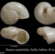 Image result for Skene'serpuloides Hábitat. Size: 187 x 185. Source: www.marinespecies.org