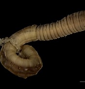 Afbeeldingsresultaten voor Notomastus latericeus Klasse. Grootte: 175 x 185. Bron: www.flickr.com