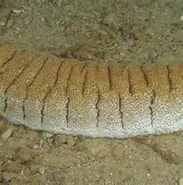 Image result for "holothuria Albiventer". Size: 183 x 185. Source: www.picture-worl.org