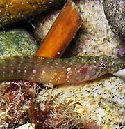 Afbeeldingsresultaten voor "lepadogaster Candollei". Grootte: 180 x 185. Bron: adriaticnature.com
