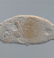 Image result for Macrostomidae. Size: 174 x 185. Source: alchetron.com