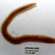 Image result for Nephtys longosetosa. Size: 182 x 141. Source: v3.boldsystems.org