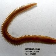 Afbeeldingsresultaten voor "nephtys Longosetosa". Grootte: 184 x 141. Bron: v3.boldsystems.org