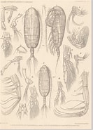 Image result for "euaugaptilus Clavatus". Size: 133 x 185. Source: www.marinespecies.org