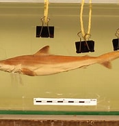 Image result for "carcharhinus Borneensis". Size: 174 x 185. Source: www.gbif.org