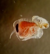 Image result for "spongiobranchaea Intermedia". Size: 174 x 185. Source: blog.divessi.com