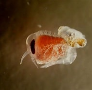 Image result for Hyperiella macronyx. Size: 190 x 185. Source: blog.divessi.com