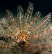 Image result for "antedon Petasus". Size: 176 x 185. Source: www.britishmarinelifepictures.co.uk