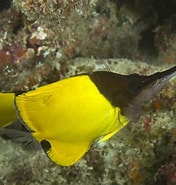 Image result for "euphausia Longirostris". Size: 176 x 185. Source: reefapp.net