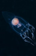 Image result for Leuckartiara. Size: 120 x 185. Source: www.britishmarinelifepictures.co.uk