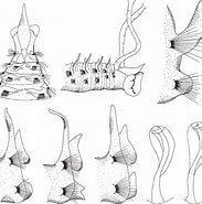 Image result for Scolelepis acuta. Size: 183 x 185. Source: www.researchgate.net