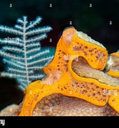 Image result for Mycale Mycale laevis. Size: 173 x 185. Source: www.alamy.com