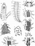 Image result for Exogone naidina Orde. Size: 142 x 185. Source: www.researchgate.net