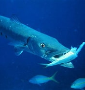 Image result for Barracuda Sudato. Size: 176 x 185. Source: tonsoffacts.com