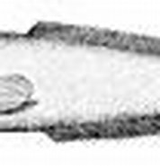 Afbeeldingsresultaten voor "paraliparis Edwardsi". Grootte: 178 x 54. Bron: commons.wikimedia.org