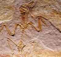 mida de Resultat d'imatges per a aves fósiles.: 197 x 185. Font: okdiario.com