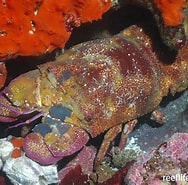 Image result for "scyllarides Roggeveeni". Size: 188 x 185. Source: reeflifesurvey.com