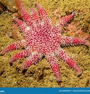 Image result for Solasteridae. Size: 176 x 185. Source: www.dreamstime.com