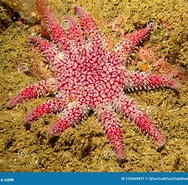 Image result for Solasteridae. Size: 188 x 185. Source: www.dreamstime.com