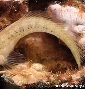 Image result for Parablennius incognitus. Size: 176 x 185. Source: reeflifesurvey.com