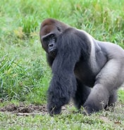 Image result for Chirodropus Gorilla. Size: 176 x 185. Source: www.greelane.com