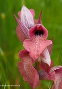Afbeeldingsresultaten voor "sepietta Neglecta". Grootte: 128 x 185. Bron: www.wildflowersprovence.fr