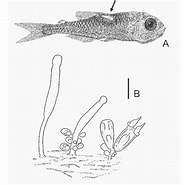 Image result for Hydrichthys sarcotretis. Size: 184 x 185. Source: www.researchgate.net